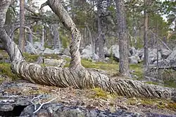 Arbre mort dans une forêt.