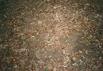 Une porte dans le sol de la jungle mène aux tunnels, fermée et camouflée, elle est presque indétectable.