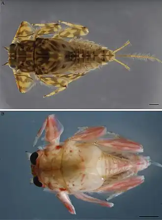 Description de l'image Vietnamella (10.3897-zookeys.902.46844) Figure 1.jpg.