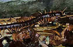 Mille pattes vietnamien (scolopendra subspinipes)