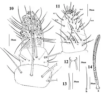 Description de l'image Vietnura caerulea (10.3897-zookeys.807.24941) Figures 10–14.jpg.