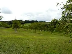 Verger de pommiers à Maraffy, Vieux-Mareuil.