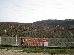 vigne de Louis Pasteur, photo Arnaud 25