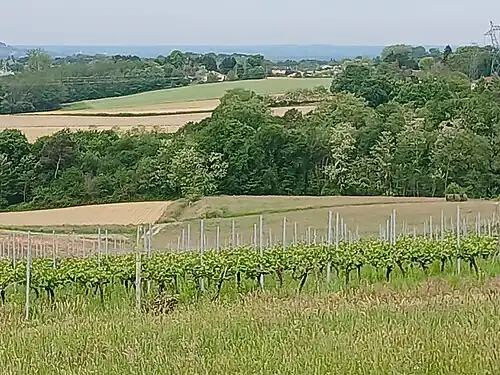Vue sur les vignes et coteaux.