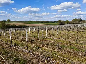 Image illustrative de l’article Orléans (AOC)