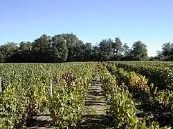 Le vignoble