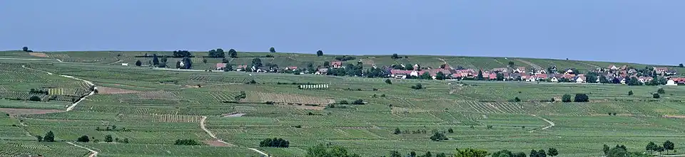 Vignoble grand cru Hatschbourg, Hattstatt et Vœgtlinshoffen.
