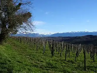 Image illustrative de l’article Jurançon (AOC)