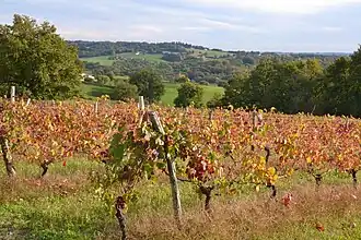 Vue du vignoble de Verneuil-sur-Vienne, au centre.