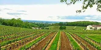 Image illustrative de l’article Castillon-côtes-de-bordeaux