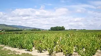 Image illustrative de l’article Chénas (AOC)