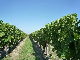 Image illustrative de l’article Rosette (AOC)