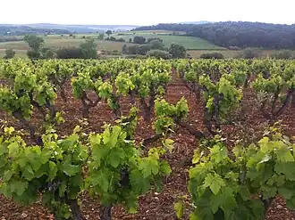 Image illustrative de l’article Languedoc-Saint Drézéry