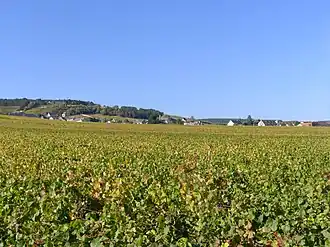 Image illustrative de l’article Volnay (AOC)