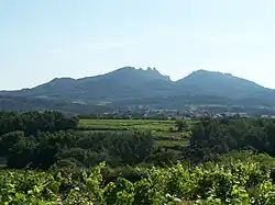 Vignoble et village de Vacqueyras dans la brume matinale (sur fond de Dentelles de Montmirail)