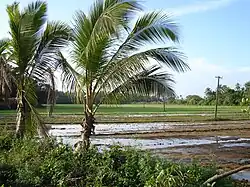 Rizières du village de Saligao, dans la région de Bardez, au nord de Goa. Le riz est la culture principale de l'État.