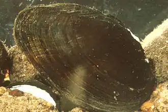 V. perpurpurea (en).