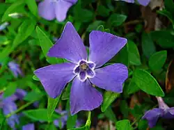 Pervenche (Vinca minor) ; ici ou là. C'est une fleur qui trahirait l'emplacement d'anciennes zones cultivées.