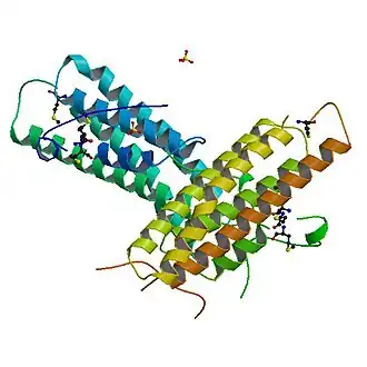 Image illustrative de l’article Vinculine