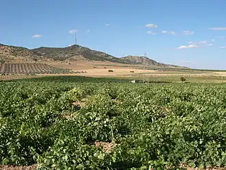 Vignoble de Ciudad Real.