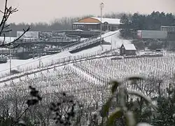 Photographie montrant un coteau de vigne couvert de neige.