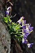 Viola pyrenaica.