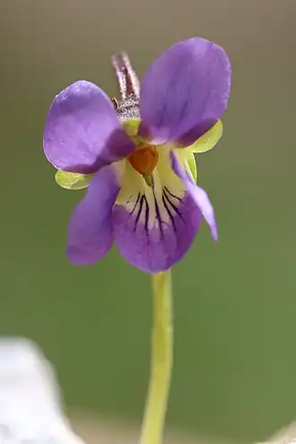 Description de l'image Viola pyrenaica4.jpg.
