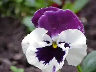 Description de cette image, également commentée ci-après