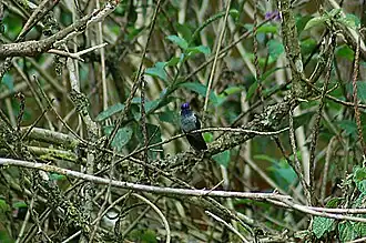 Description de cette image, également commentée ci-après