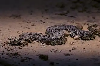 Description de l'image Vipère à cornes (Cerastes cerastes).jpg.