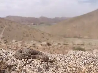 Description de l'image Vipera monticola 373820524.jpeg.