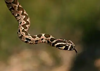 Daboia palaestinae, juvénile