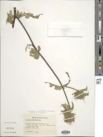 Description de l'image Virectaria multiflora-NMNH-13768369.jpg.