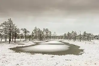 Tourbière de Viru en hiver.