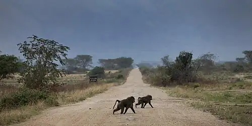 Babouins et végétation au parc national des Virunga en 2012.