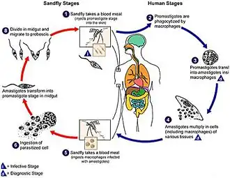 Description de l'image Visceral-Leishmaniasis-in-Ethiopia-An-Evolving-Disease-pntd.0003131.g001.jpg.