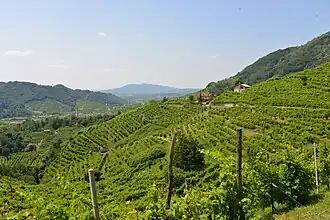 Image illustrative de l’article Collines du Prosecco de Conegliano et Valdobbiadene