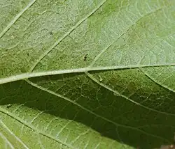 Face inférieure de la feuille