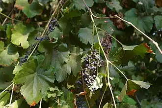 Description de l'image Vitis californica with grapes.jpg.