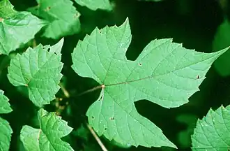 Description de l'image Vitis palmata NRCS-1.jpg.