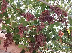 Raisin rose pendu sous une treille