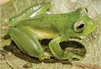 Description de l'image Vitreorana ritae.jpg.