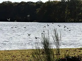 Vol de canards colverts sur l'étang de Pinaud.