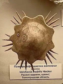 Reconstitution de Volchovia mobilis (Volchoviidae)