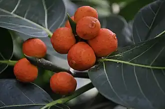 Description de cette image, également commentée ci-après