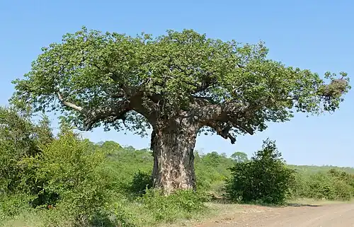 Baobab africain, Parc national Kruger, Afrique du Sud.