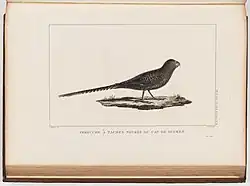 Perruche à tête noire