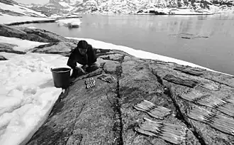 Photographie en noir et blanc d'une femme en train d'étaler des poissons en rangées sur les rives d'un fjord, un seau posé à côté d'elle.