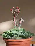 Vue Echeveria sp. fleurie.