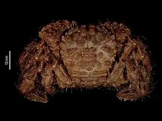 Description de l'image Vultocinus anfractus (MNHN-IU-2014-22575) 001.jpeg.